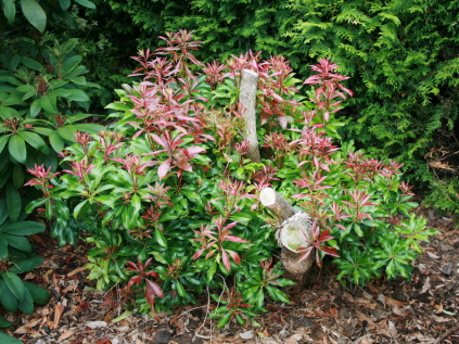 beskæring af pieris og rhododendron