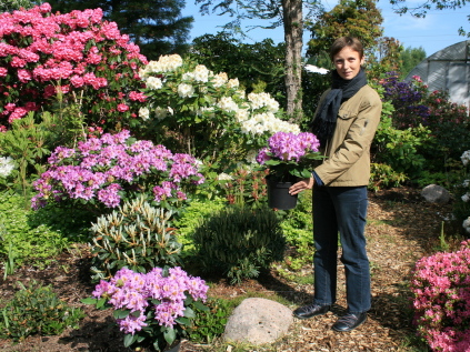 rhododendron bed anlæg lang blomstring, nem pasning