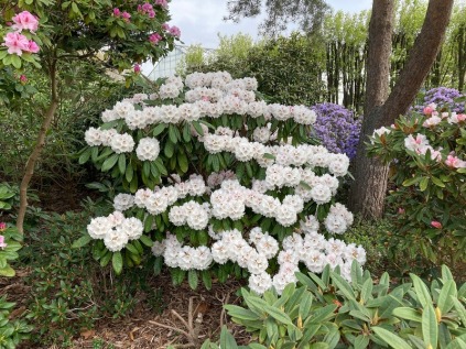 rhododendron great dane