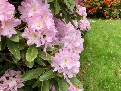humlebi i rhododendron blomst