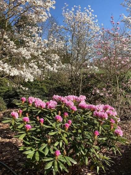 tidlige rhododendron