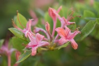 Rhododendron prunifolium, sent blomstrende, duftende azalea
