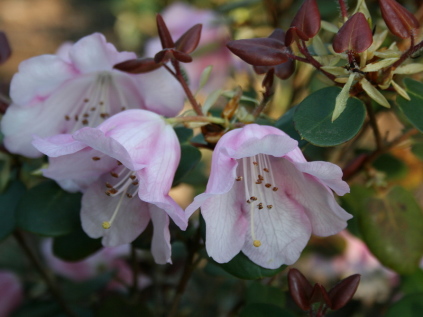 rhododendron williamsianum