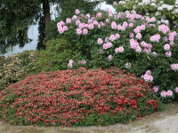 rhododendron diadem, rhododendron hos basta planter