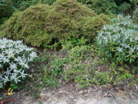 bunddække i rhododendronbed