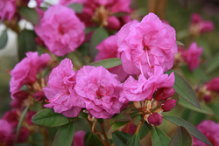 april rose, rhododendron, dværgrhododendron, surbundsplanter, købe rhododendron, rhododendron planteskole, basta planter, lav rhododendron, stedsegrønne, rhododendronbed
