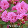rhododendron, april rose, dværgrhododendron, surbundsplanter, købe rhododendron, rhododendron planteskole, basta planter, lav rhododendron, stedsegrønne, rhododendronbed
