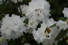 april snow, rhododendron, dværgrhododendron, surbundsplanter, købe rhododendron, rhododendron planteskole, basta planter, lav rhododendron, stedsegrønne, rhododendronbed