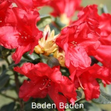 baden baden, rhododendron, dværgrhododendron, surbundsplanter, købe rhododendron, rhododendron planteskole, basta planter, lav rhododendron, stedsegrønne, rhododendronbed