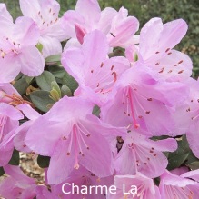 charme la, rhododendron, dværgrhododendron, surbundsplanter, købe rhododendron, rhododendron planteskole, basta planter, lav rhododendron, stedsegrønne, rhododendronbed