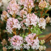 collingwood ingram, rhododendron, dværgrhododendron, surbundsplanter, købe rhododendron, rhododendron planteskole, basta planter, lav rhododendron, stedsegrønne, rhododendronbed