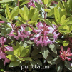 punctatum, rhododendron, dværgrhododendron, surbundsplanter, købe rhododendron, rhododendron planteskole, basta planter, lav rhododendron, stedsegrønne, rhododendronbed