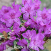rocks form, rhododendron, dværgrhododendron, surbundsplanter, købe rhododendron, rhododendron planteskole, basta planter, lav rhododendron, stedsegrønne, rhododendronbed