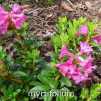 myrtifolium, rhododendron, dværgrhododendron, surbundsplanter, købe rhododendron, rhododendron planteskole, basta planter, lav rhododendron, stedsegrønne, rhododendronbed