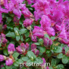 prostratum, rhododendron, dværgrhododendron, surbundsplanter, købe rhododendron, rhododendron planteskole, basta planter, lav rhododendron, stedsegrønne, rhododendronbed