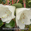 williamsianum album, rhododendron, dværgrhododendron, surbundsplanter, købe rhododendron, rhododendron planteskole, basta planter, lav rhododendron, stedsegrønne, rhododendronbed
