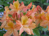 Azalea Golden Lights, rhododendron prinophyllum-hybrid golden lights