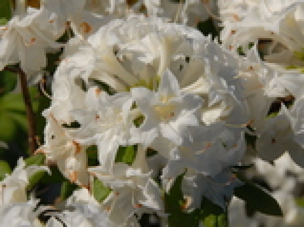 Azalea Schneeköpfchen fra Basta Planter