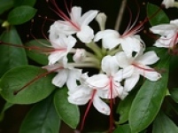 Rhdodendron arborescens, hvid, white. Sen blomstrig og sød duft.