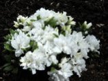 Rhododendron japonica Fritzie, japansk azalea fritzie, lav hvid japansk azalea