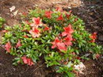 Japansk azalea 'Goendi',. Rhododendron nakaharae 'Goendi'