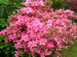 Rhododendron japonica Madame Albert van Hecke, Japansk azalea Madame Albert van Hecke.