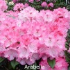 arabella, rhododendron, mellemstore rhododendron, surbundsplanter, købe rhododendron, rhododendron planteskole, basta planter, rhododendron, stedsegrønne, rhododendronbed