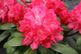 astrid, rhododendron, mellemstore rhododendron, surbundsplanter, købe rhododendron, rhododendron planteskole, basta planter, rhododendron, stedsegrønne, rhododendronbed