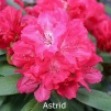 astrid, rhododendron, mellemstore rhododendron, surbundsplanter, købe rhododendron, rhododendron planteskole, basta planter, rhododendron, stedsegrønne, rhododendronbed