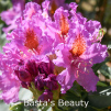 bastas beauty, rhododendron, mellemstore rhododendron, surbundsplanter, købe rhododendron, rhododendron planteskole, basta planter, rhododendron, stedsegrønne, rhododendronbed