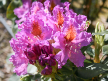 basta's beauty, rhododendron, mellemstore rhododendron, surbundsplanter, købe rhododendron, rhododendron planteskole, basta planter, rhododendron, stedsegrønne, rhododendronbed