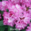 blurettia, rhododendron, mellemstore rhododendron, surbundsplanter, købe rhododendron, rhododendron planteskole, basta planter, rhododendron, stedsegrønne, rhododendronbed