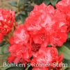 bohlkens rother stern, rhododendron, mellemstore rhododendron, surbundsplanter, købe rhododendron, rhododendron planteskole, basta planter, rhododendron, stedsegrønne, rhododendronbed