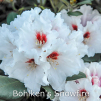 bohlkens snowfire, rhododendron, mellemstore rhododendron, surbundsplanter, købe rhododendron, rhododendron planteskole, basta planter, rhododendron, stedsegrønne, rhododendronbed