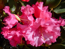 bremen, rhododendron, mellemstore rhododendron, surbundsplanter, købe rhododendron, rhododendron planteskole, basta planter, rhododendron, stedsegrønne, rhododendronbed
