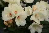 flava, rhododendron, mellemstore rhododendron, surbundsplanter, købe rhododendron, rhododendron planteskole, basta planter, rhododendron, stedsegrønne, rhododendronbed
