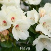 flava, rhododendron, mellemstore rhododendron, surbundsplanter, købe rhododendron, rhododendron planteskole, basta planter, rhododendron, stedsegrønne, rhododendronbed