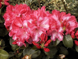 gartendirektor glocker, rhododendron, mellemstore rhododendron, surbundsplanter, købe rhododendron, rhododendron planteskole, basta planter, rhododendron, stedsegrønne, rhododendronbed