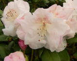 gartendirektor rieger, rhododendron, mellemstore rhododendron, surbundsplanter, købe rhododendron, rhododendron planteskole, basta planter, rhododendron, stedsegrønne, rhododendronbed