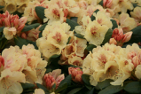 goldprinz, rhododendron, mellemstore rhododendron, surbundsplanter, købe rhododendron, rhododendron planteskole, basta planter, rhododendron, stedsegrønne, rhododendronbed