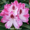 helen martin, rhododendron, mellemstore rhododendron, surbundsplanter, købe rhododendron, rhododendron planteskole, basta planter, rhododendron, stedsegrønne, rhododendronbed