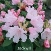 jackwill, rhododendron, mellemstore rhododendron, surbundsplanter, købe rhododendron, rhododendron planteskole, basta planter, rhododendron, stedsegrønne, rhododendronbed