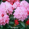 kalinka, rhododendron, mellemstore rhododendron, surbundsplanter, købe rhododendron, rhododendron planteskole, basta planter, rhododendron, stedsegrønne, rhododendronbed
