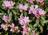 Rhododendron carolinianum Manitou. Tidligt blomstrende lys lillarosa. Lav og busket vækst.
