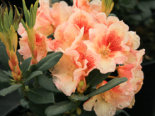 marylou, rhododendron, mellemstore rhododendron, surbundsplanter, købe rhododendron, rhododendron planteskole, basta planter, rhododendron, stedsegrønne, rhododendronbed