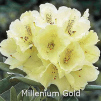 millenium gold, rhododendron, mellemstore rhododendron, surbundsplanter, købe rhododendron, rhododendron planteskole, basta planter, rhododendron, stedsegrønne, rhododendronbed