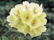 milleninium gold, rhododendron, mellemstore rhododendron, surbundsplanter, købe rhododendron, rhododendron planteskole, basta planter, rhododendron, stedsegrønne, rhododendronbed
