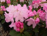 moerheim's pink, rhododendron, mellemstore rhododendron, surbundsplanter, købe rhododendron, rhododendron planteskole, basta planter, rhododendron, stedsegrønne, rhododendronbed
