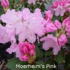 moerheim's pink, rhododendron, mellemstore rhododendron, surbundsplanter, købe rhododendron, rhododendron planteskole, basta planter, rhododendron, stedsegrønne, rhododendronbed