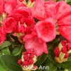 molly ann, rhododendron, mellemstore rhododendron, surbundsplanter, købe rhododendron, rhododendron planteskole, basta planter, rhododendron, stedsegrønne, rhododendronbed
